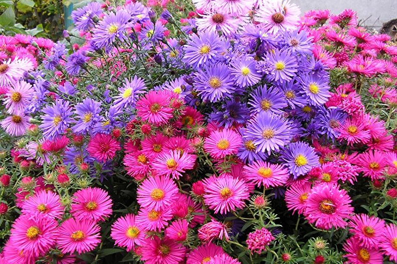 Asters - larawan