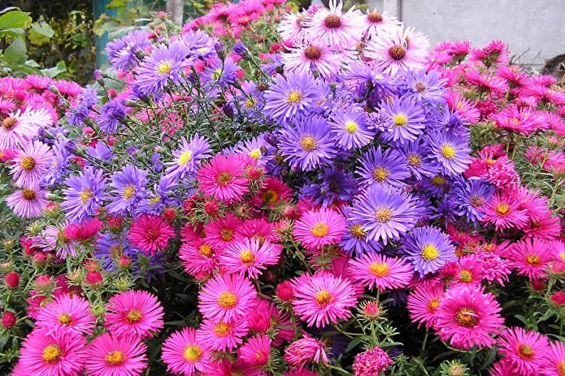 Asters - photo