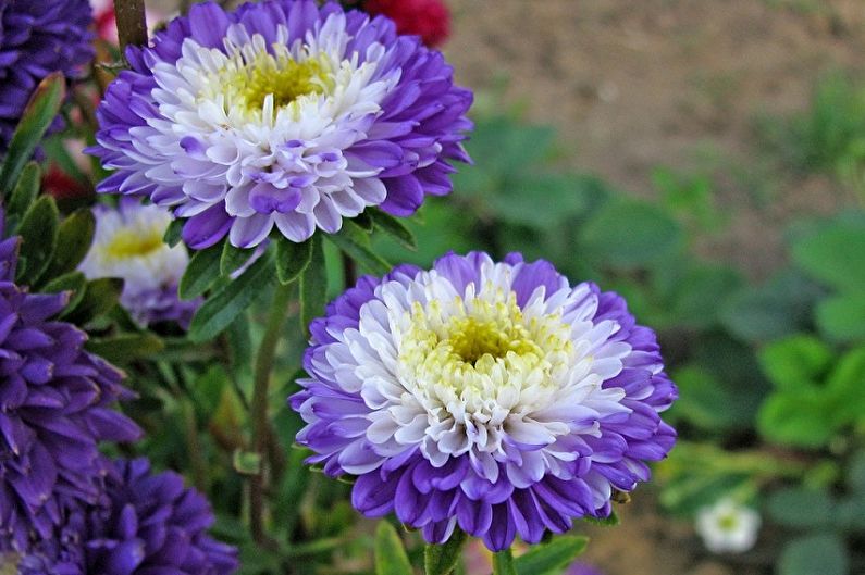 Asters - larawan