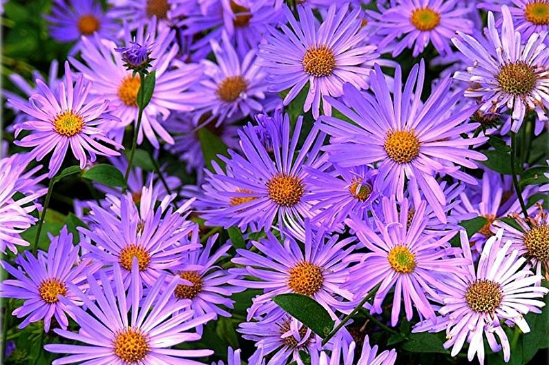 Asters - photo