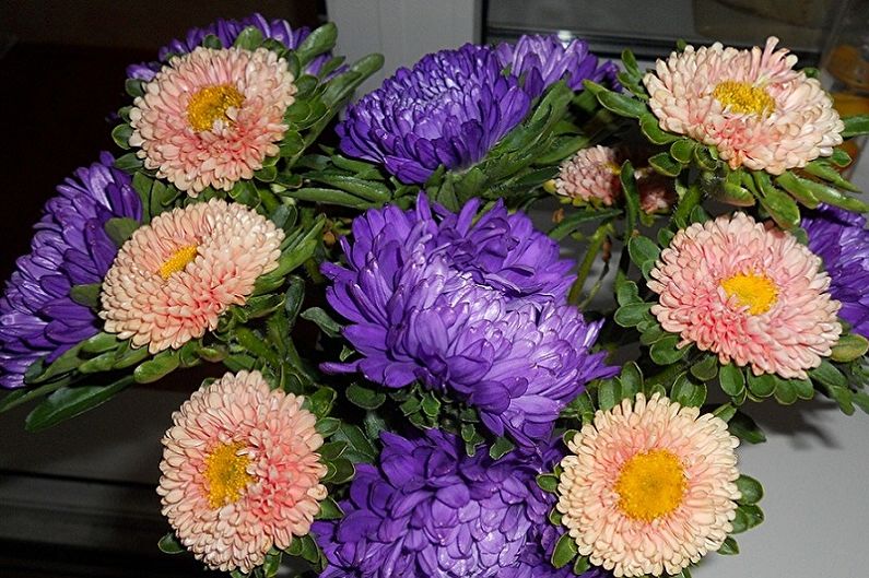 Asters - photo