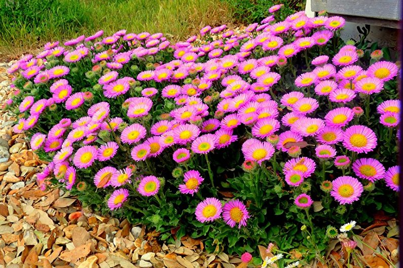 Asters - foto