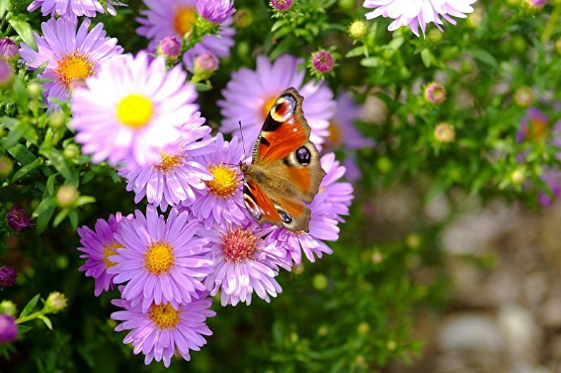 Asters - photo