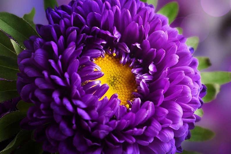 Asters - photo