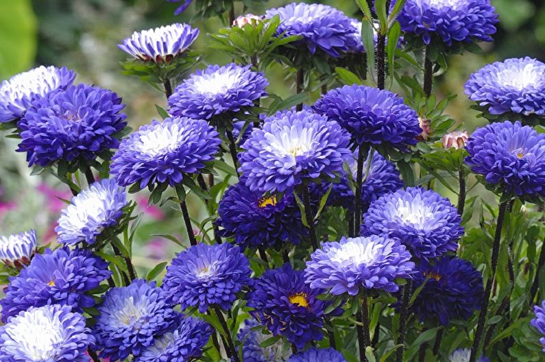 Asters - fénykép