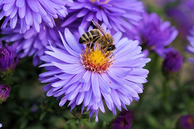 Asters - fotografija