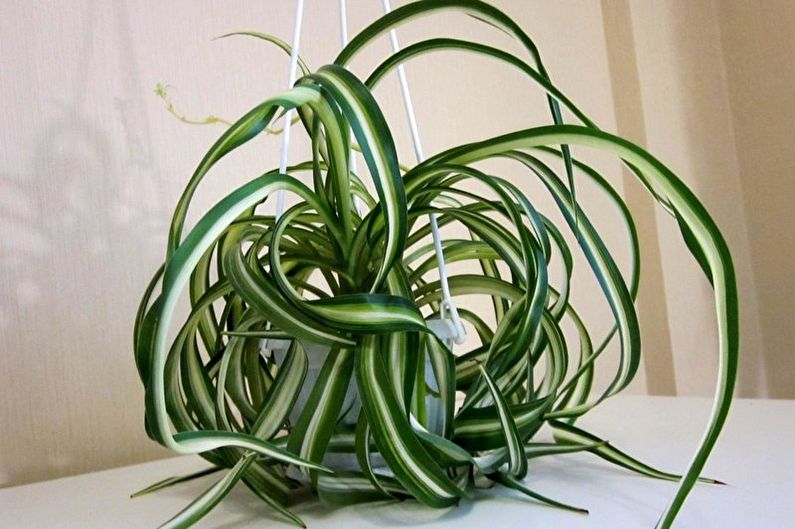 Chlorophytum - Allgemeine Merkmale