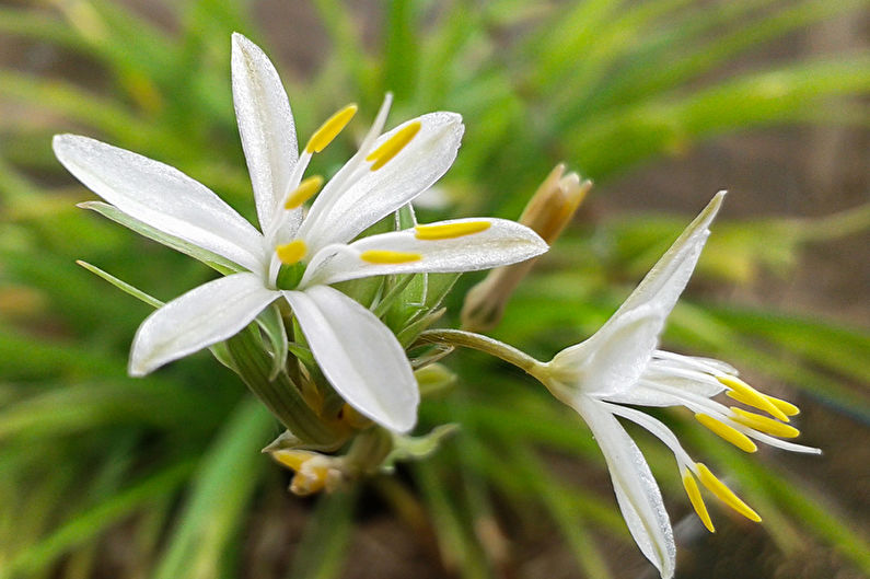 Chlorophytum - cechy ogólne