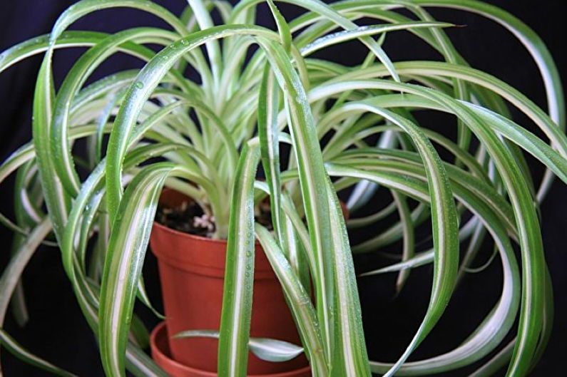 Chlorophytum - lajit