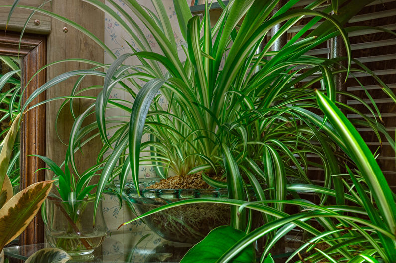 Chlorophytum - Cures