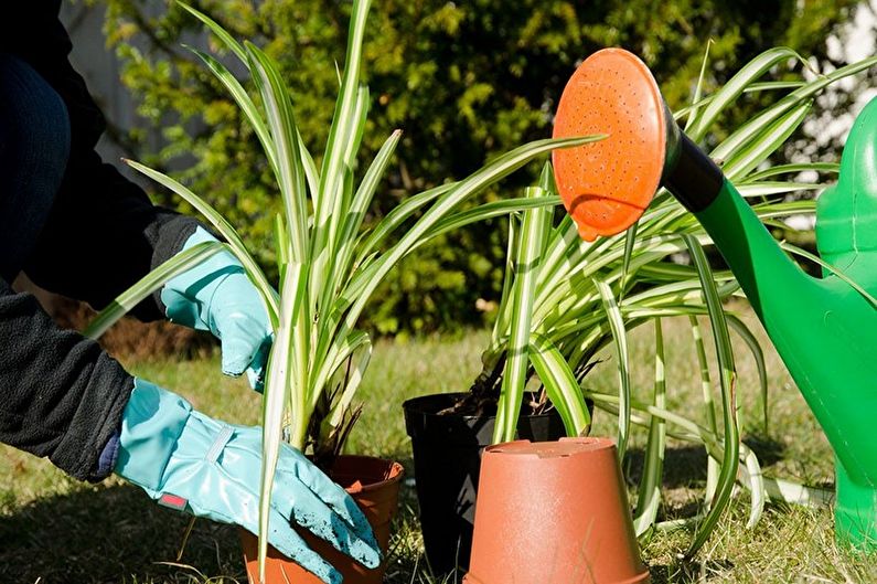 Chlorophytum - elinsiirrot ja lisääntyminen