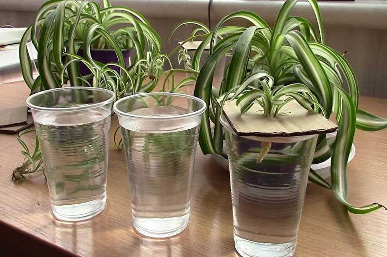 Chlorophytum - การปลูกและการสืบพันธุ์