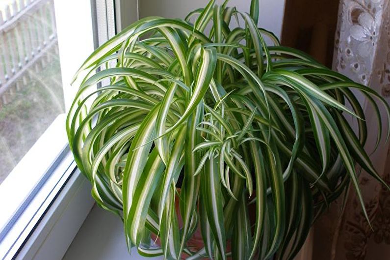 Chlorophytum - foto