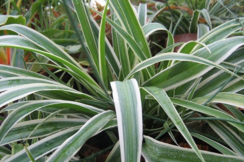 Chlorophytum - photo