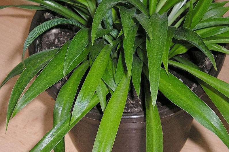 Chlorophytum - photo