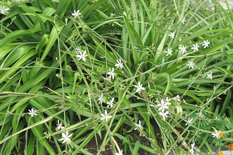 Chlorophytum - valokuva