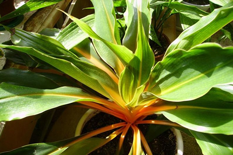 Chlorophytum - photo