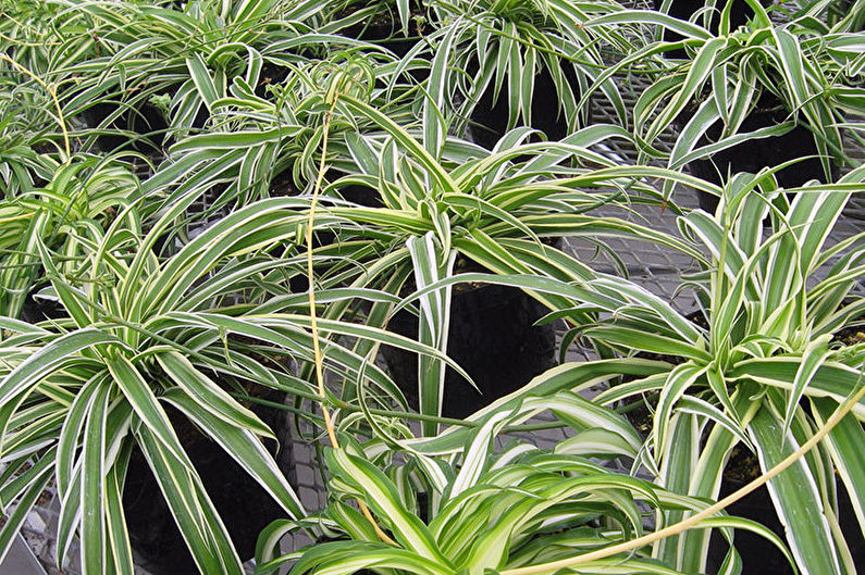 Chlorophytum - photo