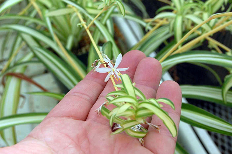 Chlorophytum - photo