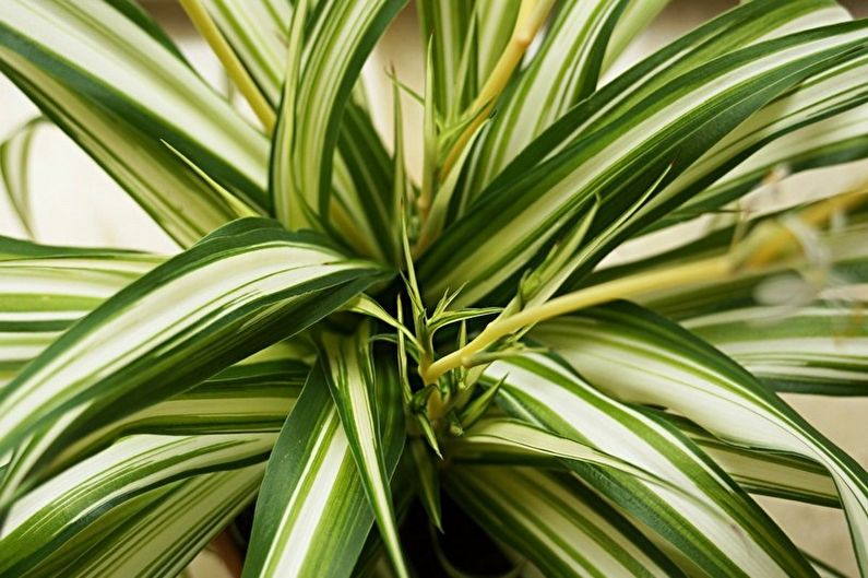 Chlorophytum - fotografie