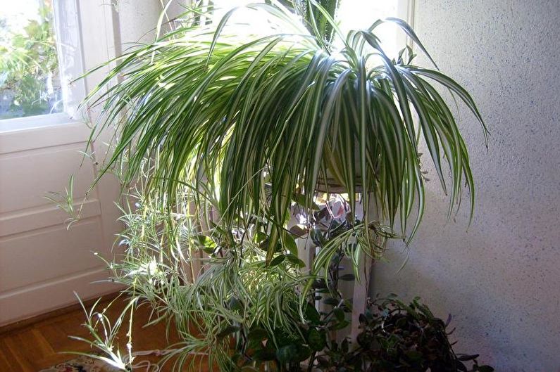 Chlorophytum - nuotrauka