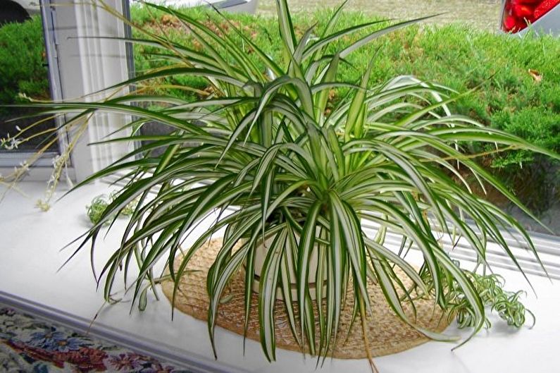 Chlorophytum - photo