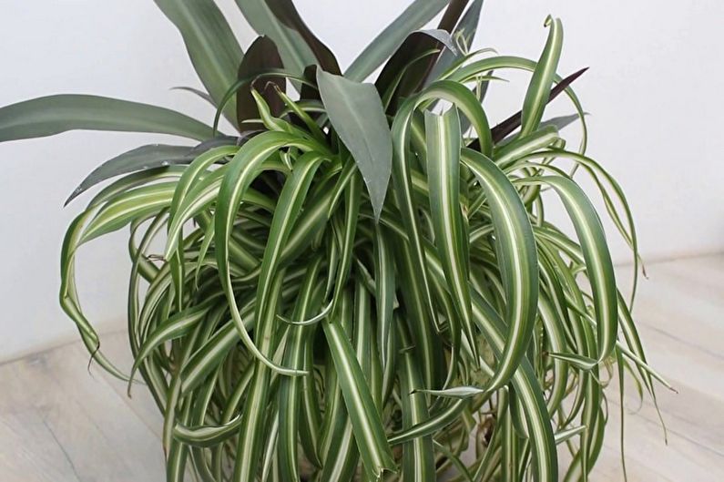 Chlorophytum - larawan