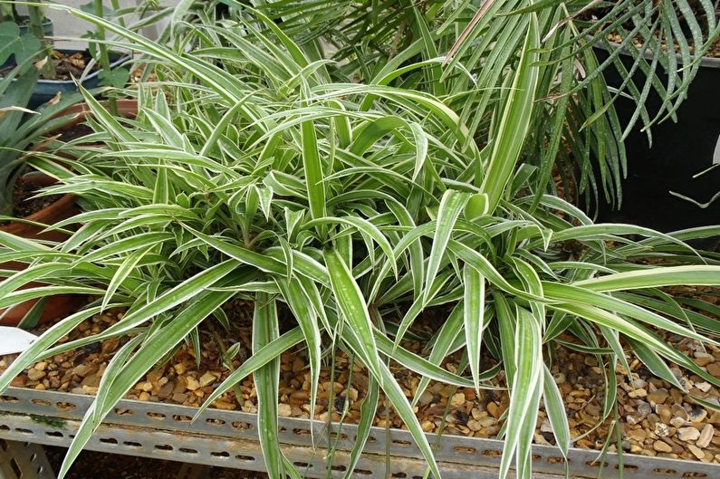 Chlorophytum - valokuva