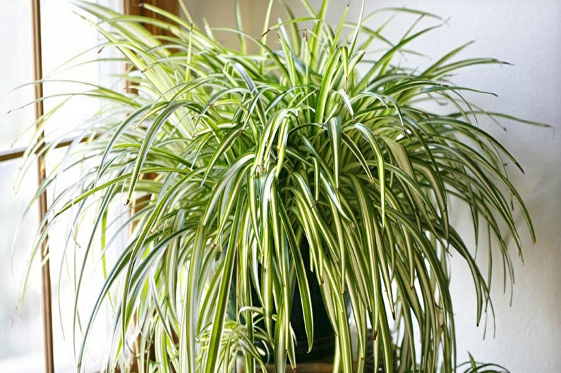 Chlorophytum - photo