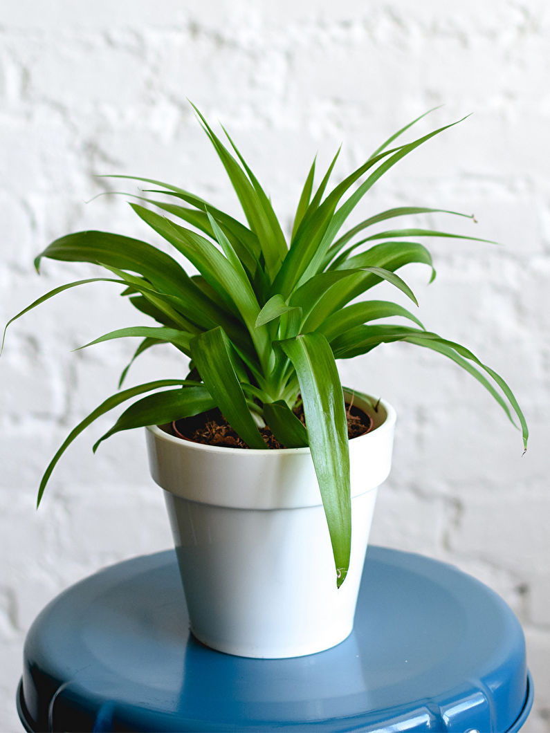 Chlorophytum - valokuva