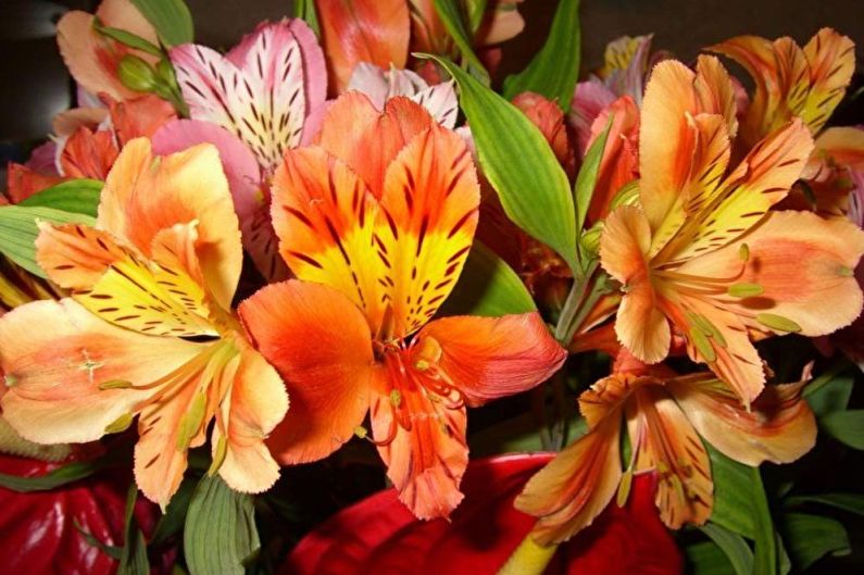 Alstroemeria - Vizualizări