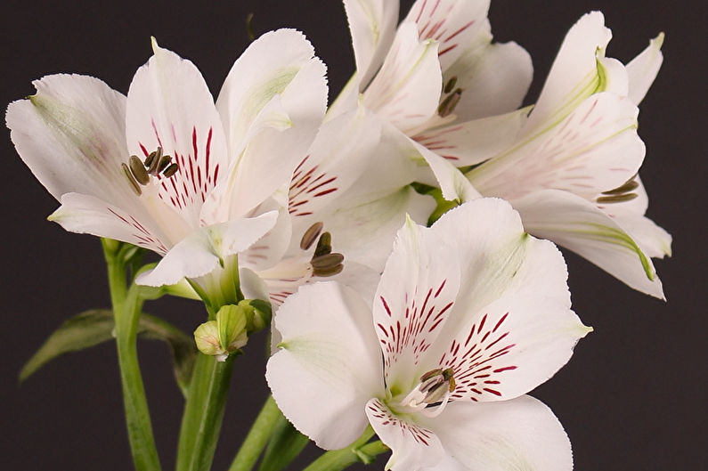 Alstroemeria - Vistas