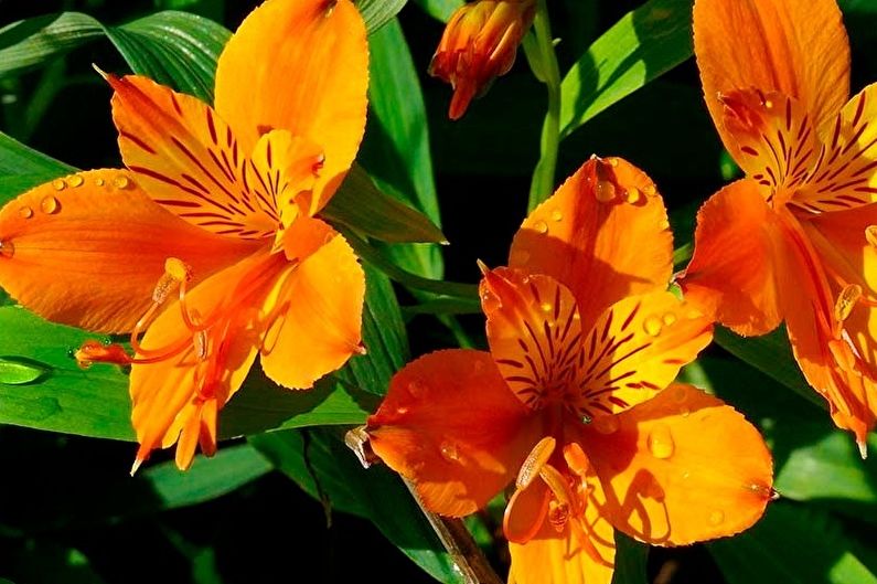 Alstroemeria - Udsigt