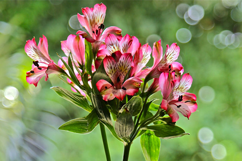 Alstroemeria - Ansichten