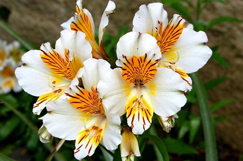 Alstroemeria - Belysning