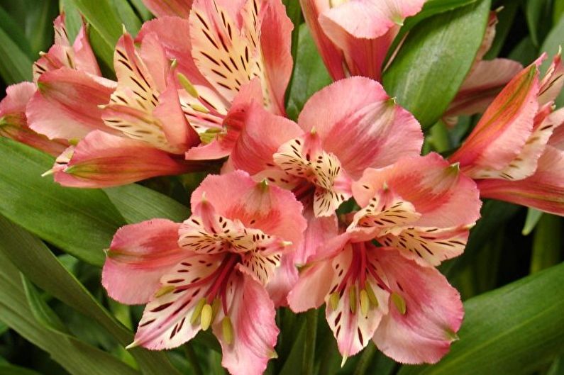 Alstroemeria - Iluminación