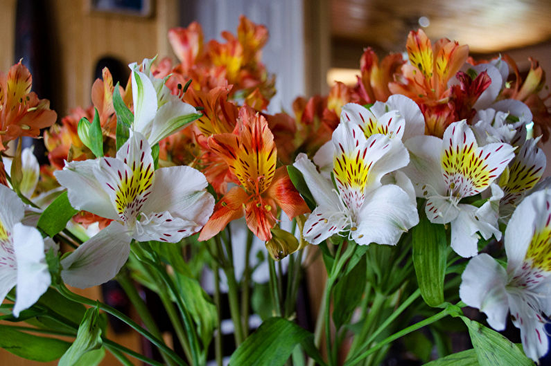 Alstroemeria - temperatūra