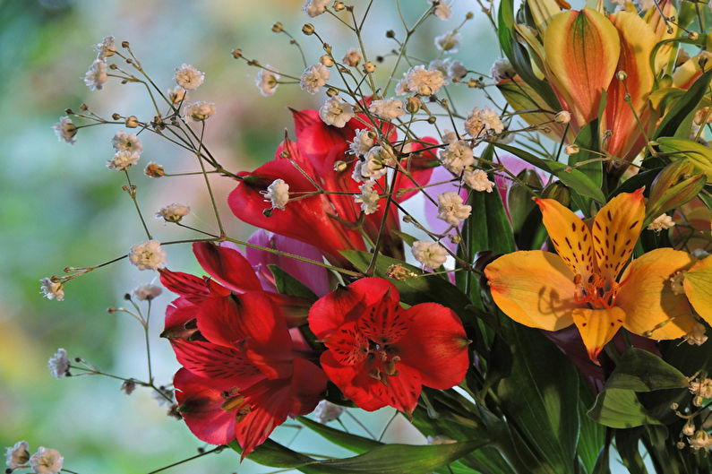 Alstroemeria - hőmérséklet