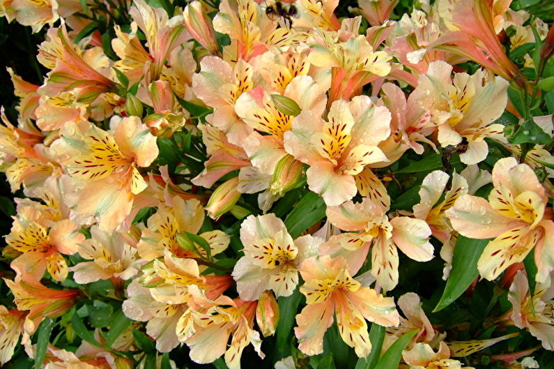 Alstroemeria - Umidità