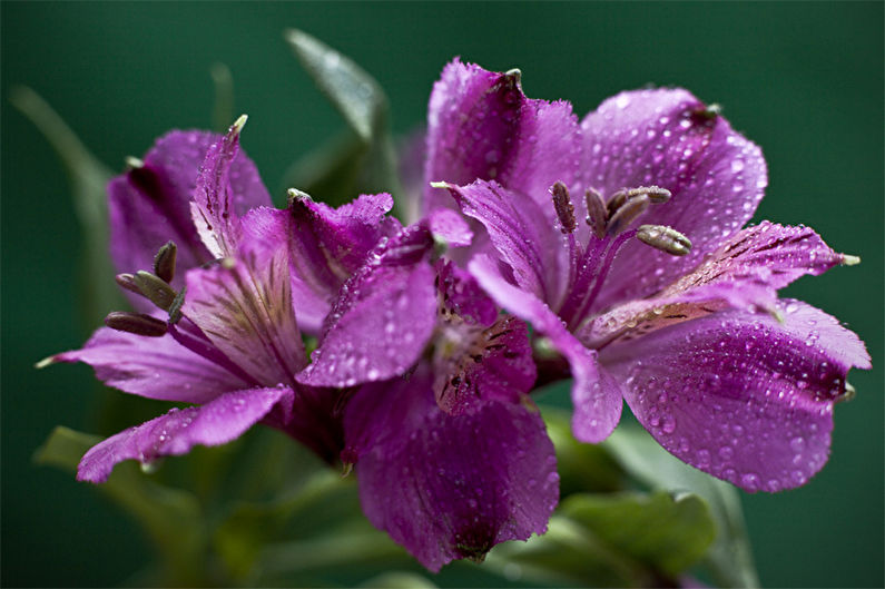 Alstroemeria - vlhkosť