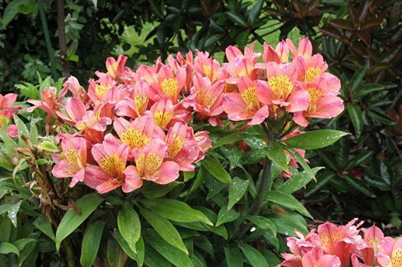 Alstroemeria - Riego