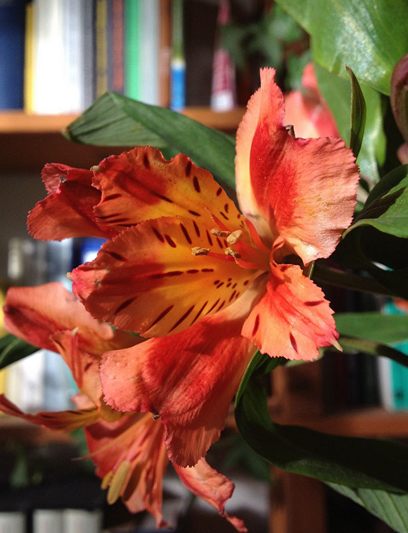 Alstroemeria - Water geven