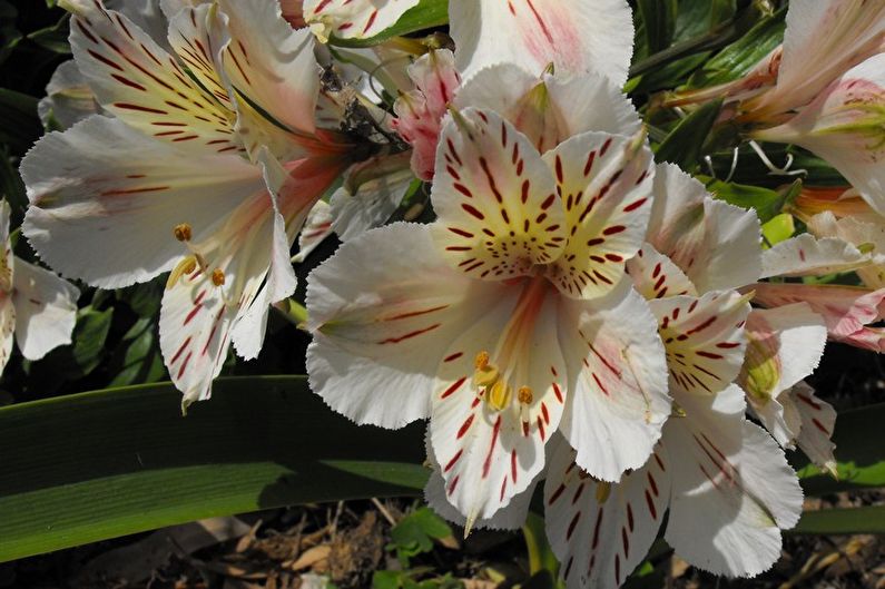 Alstroemeria - hnojivá a vrchné dresingy