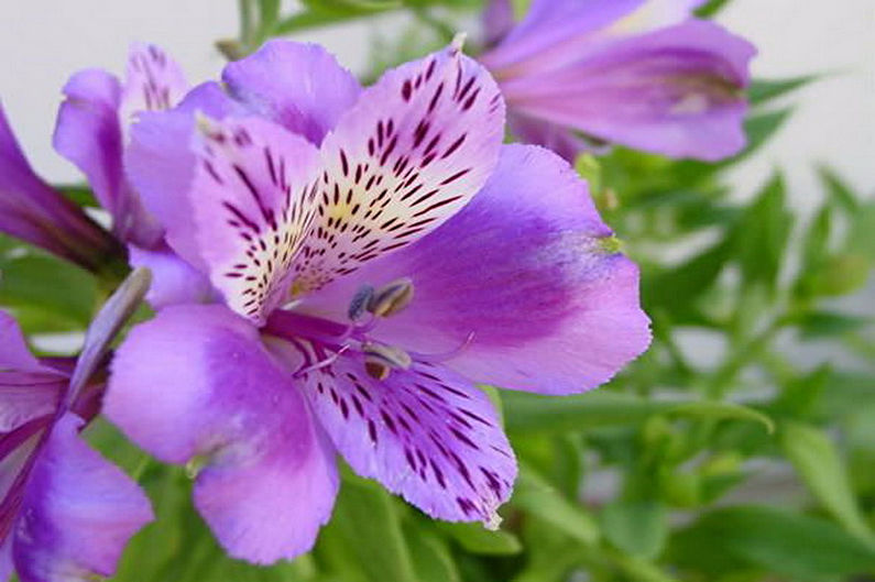 Alstroemeria - Phân bón và thay băng hàng đầu