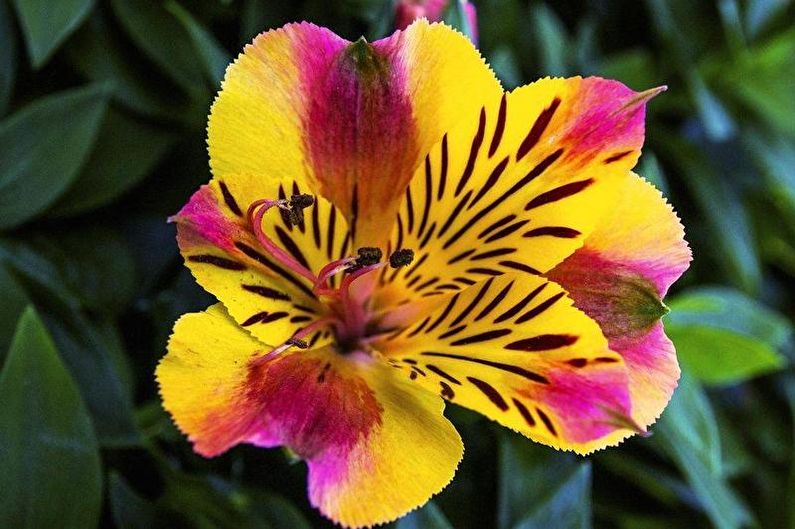 Alstroemeria - Sâu bệnh