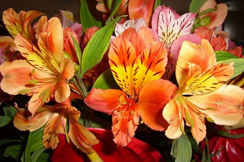 Alstroemeria - Szkodniki i choroby