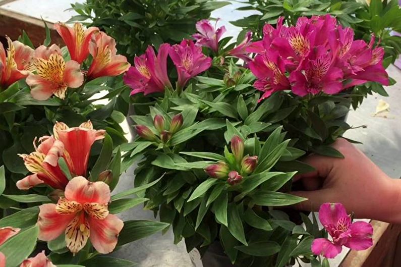 Cum se transplantează alstroemeria