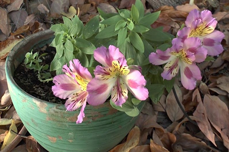 Az alstroemeria átültetése