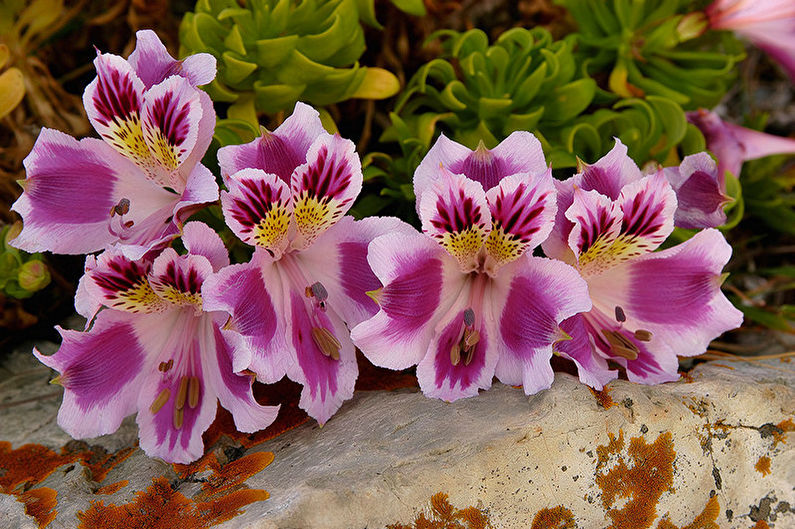 Forplantning av Alstroemeria frø