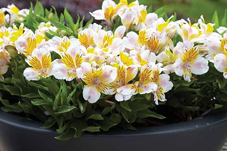 Penyebaran benih alstroemeria